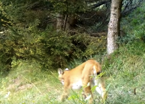 Lince uccisa a Crans-Montana, in Svizzera