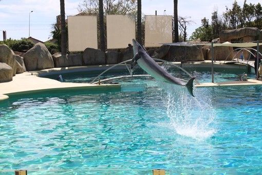 Marineland riaprirà i battenti l’11 giugno