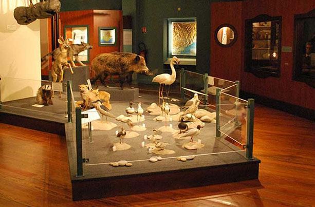Nizza: “Breve storia della biodiversità: quando c’entrano i Lego”, mostra al Museo di Storia Naturale