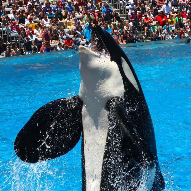Le orche guidano lo spettacolo di Marineland, meta giusta per il primo lungo ponte di giugno