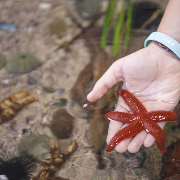 Immergersi nella grande barriera corallina? Si può fare a Monaco al Museo Oceanografico con la mostra interattiva 'Immersion'