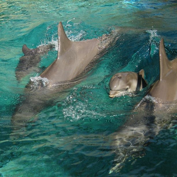 Marineland ad Antibes riapre venerdì 11 giugno con scrupolose misure di sicurezza
