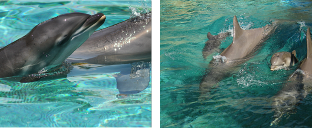 Il Natale è anche a Marineland con i nuovi spettacoli di orche e delfini