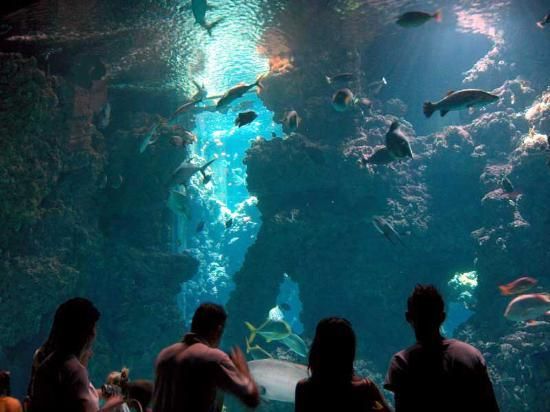Nasce l'internazionale &quot;Monaco Ocean Protection Challenge&quot;, gara tra ragazzi per salvaguardare gli Oceani