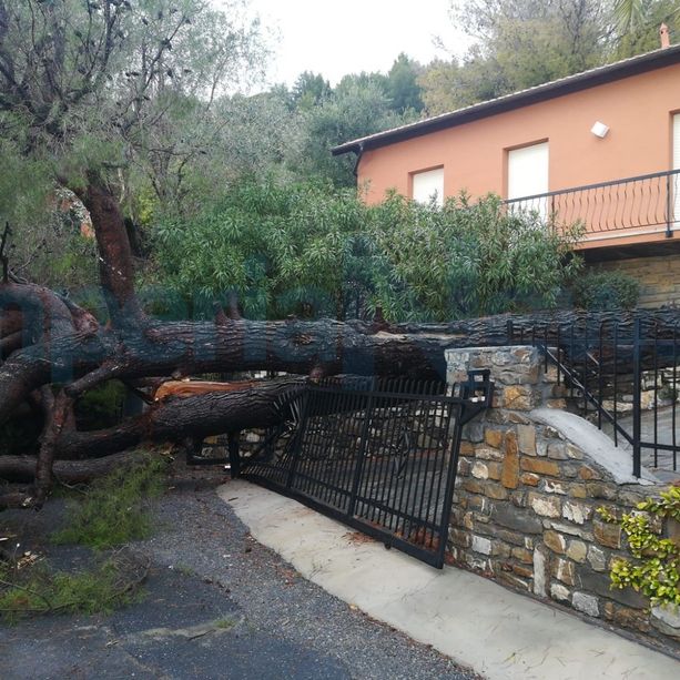 Maltempo, a Cervo crolla un grosso albero: tragedia sfiorata nel Villaggio Solemar (foto)