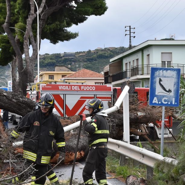 Albero caduto a Taggia, a breve la riapertura dell'Aurelia: quasi ultimati i lavori di sgombero (Foto)