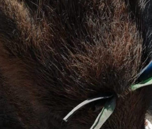 Giovane cinghiale infilzato a Imperia, gli animalisti: “Caccia di selezione o bracconaggio stessa crudeltà”