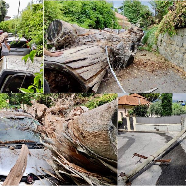 Sanremo: albero secolare crolla sulla strada, danni alle auto e alla rete elettrica (foto)