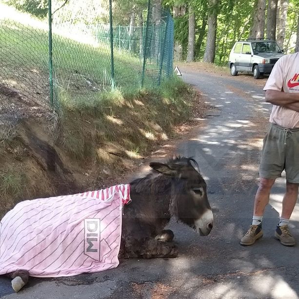 Molini di Triora: i lupi tornano ad 'attaccare', sbranato ad Aigovo un piccolo di asino e morsicata anche la madre (Foto)