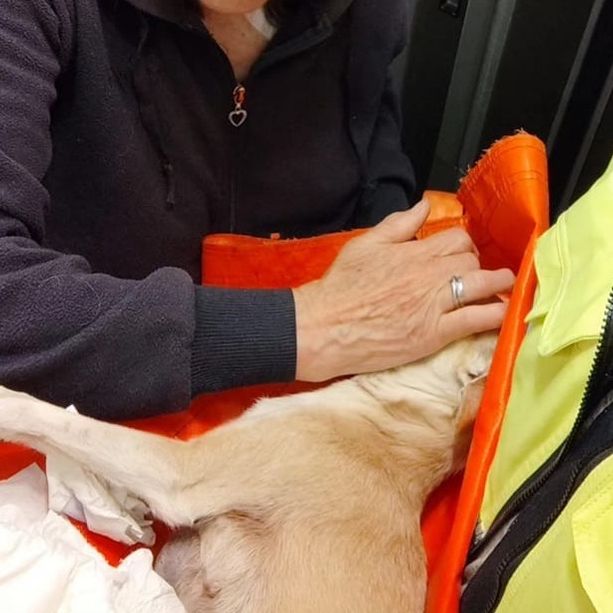 Sanremo: cane muore d’infarto in piazza Colombo durante i fuochi della Giraglia