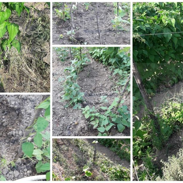 Castelvittorio: Cinghiali e Caprioli devastano i campi coltivati per il 'Fagiolo di Pigna', danni per migliaia di euro (Foto)