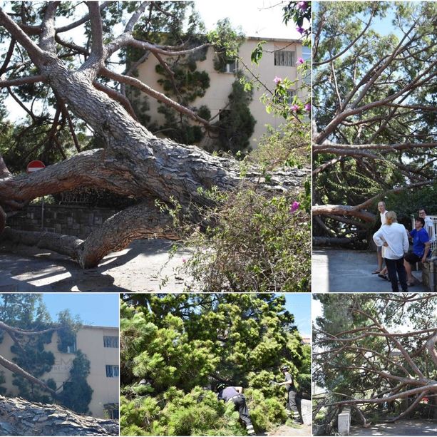 Sanremo: crolla un altro albero in via Torquato Tasso, è il secondo in meno di un mese (foto)