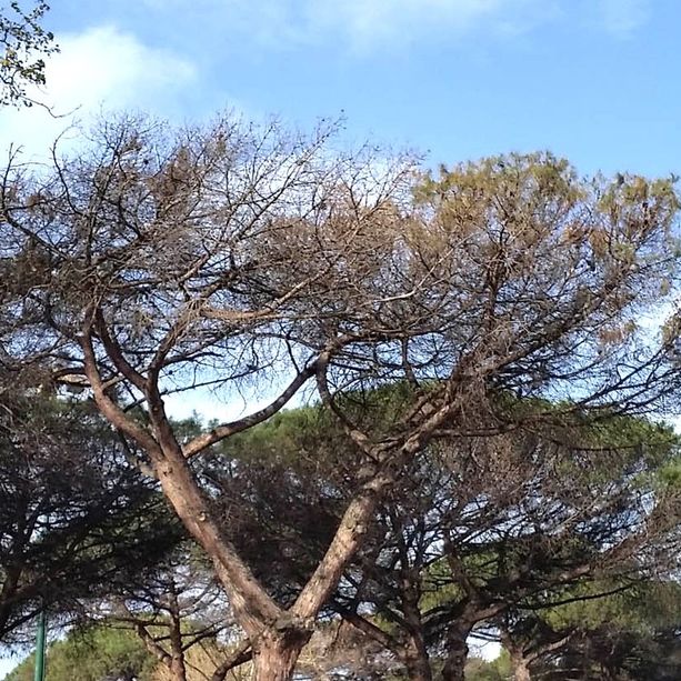 Sanremo: non basta il 'Punteruolo rosso' contro le palme, ora a rischio sono anche i pini marittimi