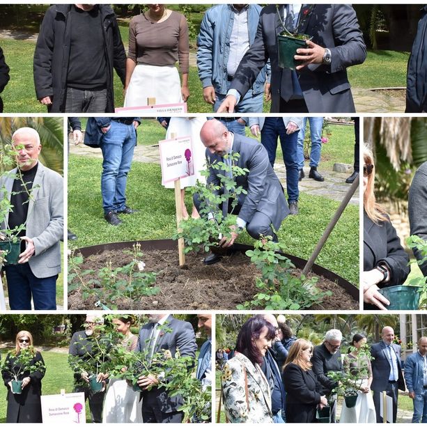Sanremo: la 'Rosa di Damasco' testimone di pace da questa mattina è nei giardini di Villa Ormond (Foto e Video)
