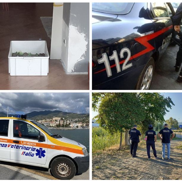 Diano Marina, 5 tartarughe abbandonate da giorni nella vetrina di un negozio di via Ardoino: intervengono carabinieri e Asl