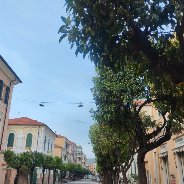 Aranci malati in consiglio comunale a Diano Marina, il vicesindaco Manitta : “Si sta valutando l’endoterapia senza utilizzare prodotti chimici”  (foto)