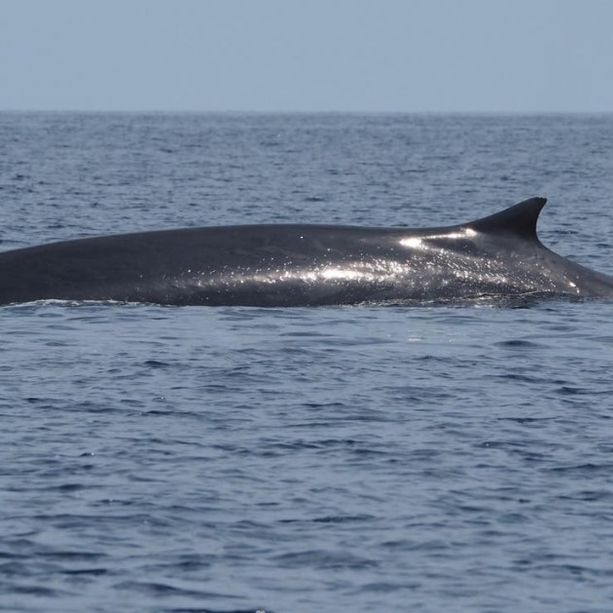 Due balenottere ma di specie diverse avvistate a poche miglia al largo di Imperia