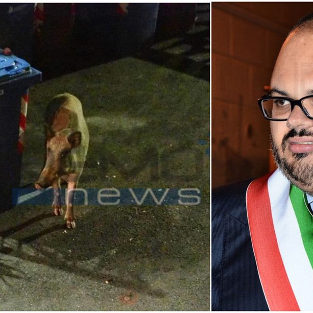 Cinghiali avvistati tra le case di Riva Ligure, scatta l'ordinanza del sindaco Giuffra
