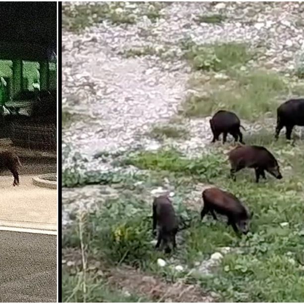 Dall’Impero alla rotonda di via Trento, a Imperia è emergenza cinghiali
