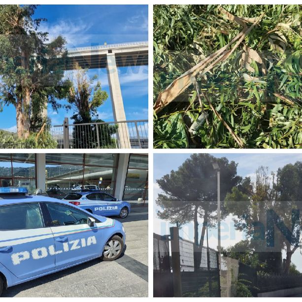 Imperia, ladri in azione in via Caprile: rubano decine di frutti d'eucalipto e devastano giardino. I proprietari &quot;Gesto brutto. Viste le modalità c'è da aver paura davvero&quot; (foto)