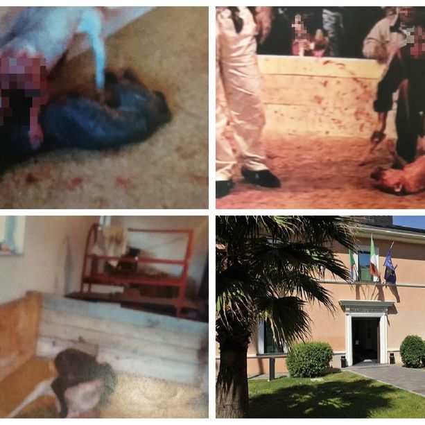 Combattimenti clandestini tra cani nell'Imperiese, il gup ammette la costituzione di parte civile di 5 Onlus animaliste