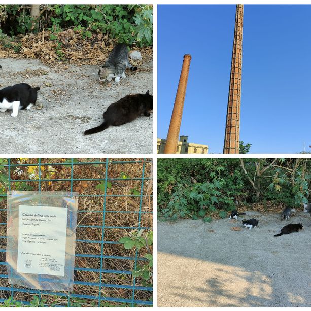 Imperia, colonia felina sotto la ciminiera che il Comune ha deciso di abbattere. Falchi (AK): “I gatti dono essere spostati prima dell’arrivo dei caterpillar”