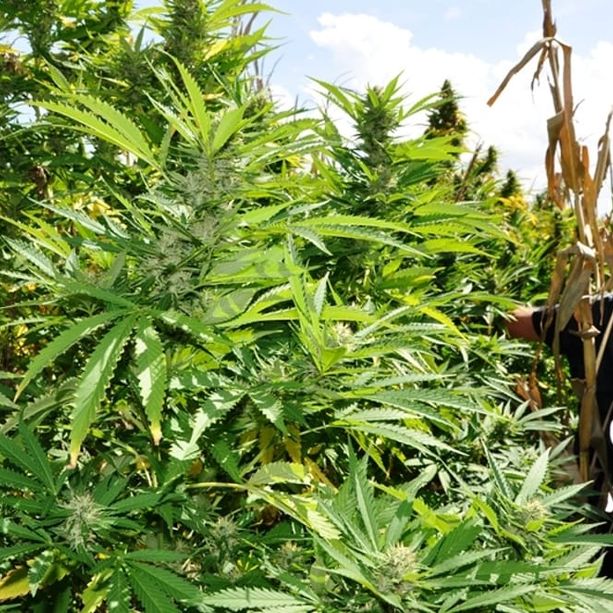 Operazione della Guardia di Finanza, scoperte mille piante di marijuana a Villa Faraldi: 48enne imperiese finisce nei guai