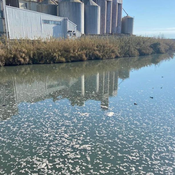 Imperia, la fogna scarica nel torrente Impero a Oneglia, chiazze bianche ovunque (foto)