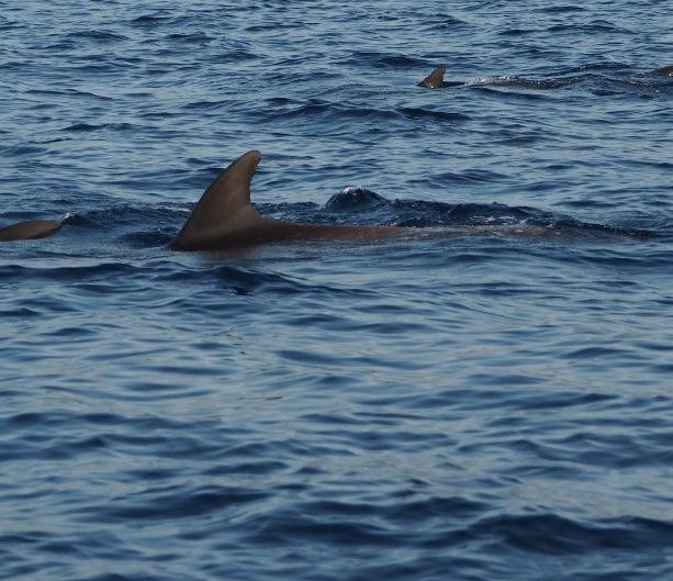 Scoperto in Riviera il primo caso italiano di uccisione diretta di una stenella striata da parte di delfini tursiopi