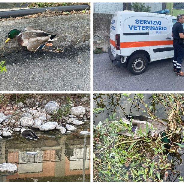 Diano Marina, moria di volatili nel torrente Evigno: recuperate 12 carcasse, indagine dell’Asl (foto)
