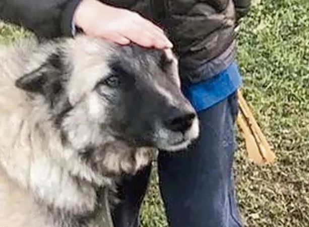 Uccise il cane Rufus, imperiese condannato a due mesi in Corte d'appello