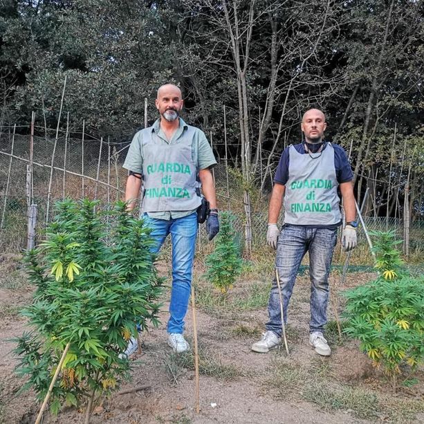 Varazze, individuata una piantagione di marijuana: due savonesi arrestati dalla Finanza