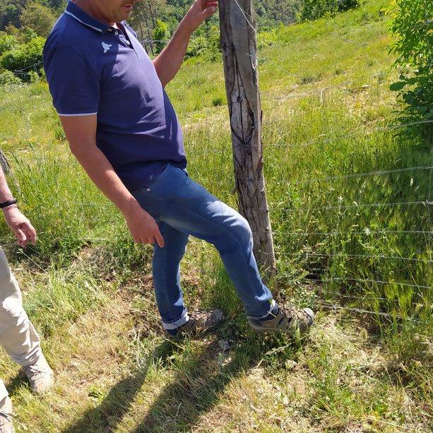Strage di maiali sani in Liguria, mentre i cinghiali scorrazzano nei centri abitati: il paradosso