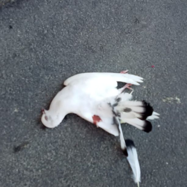 Ceriale, colomba bianca uccisa, ennesimo caso in pochi giorni