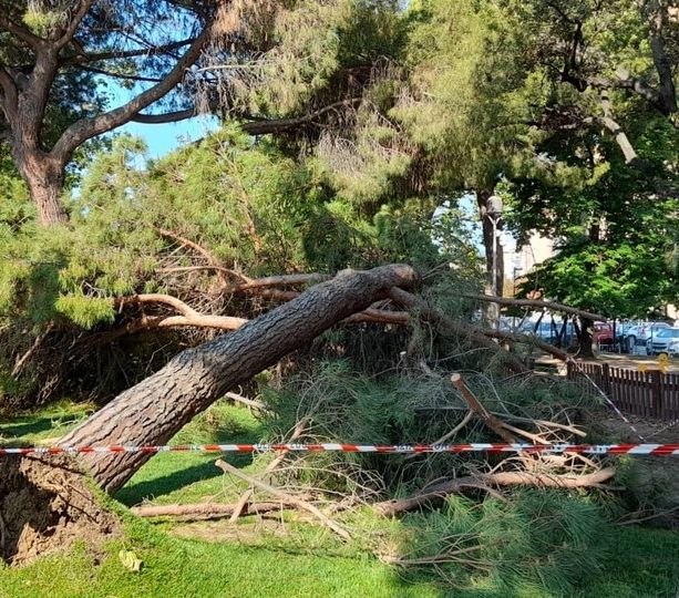 Cade un grosso pino marittino ai giardini del Prolungamento: a due passi dall'area giochi dei bimbi a Savona (FOTO)