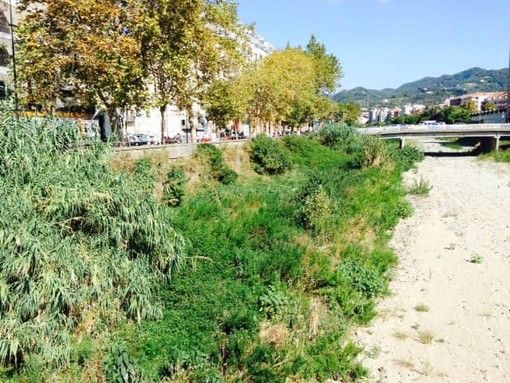 D'urgenza dal veterinario: cane ingerisce marijuana passeggiando nel Letimbro