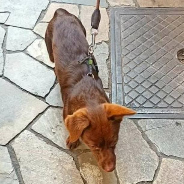 Alassio, lieto fine per le ricerche del piccolo Yondu: ritrovato il cane del giovane turista aggredito