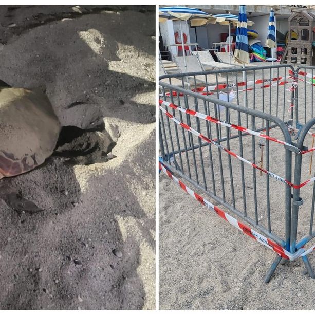 Anche a Pietra un nido di Caretta caretta: è il quinto caso dell'estate nel ponente ligure