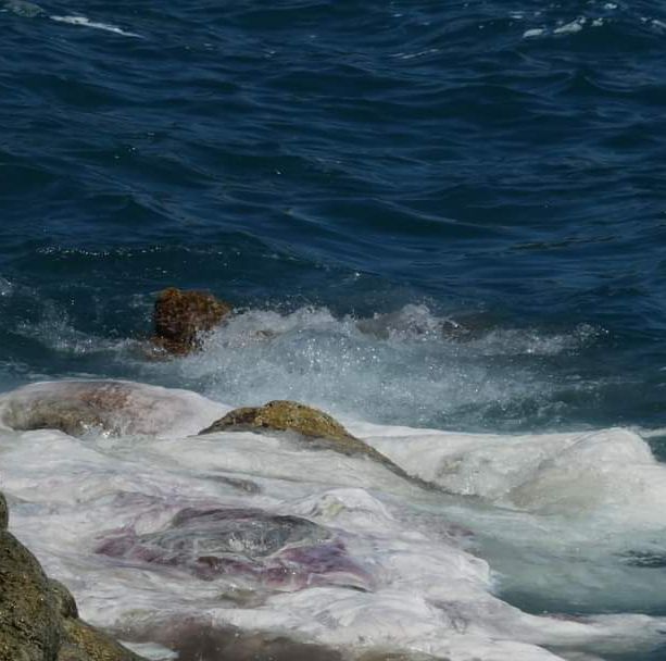 Capodoglio spiaggiato a Varazze, via alle operazioni di rimozione: a Savona verrà smaltito