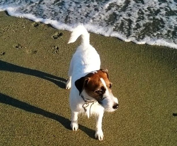 Savona, con il cane alla spiaggia libera di via Nizza, scatta la multa di 200 euro