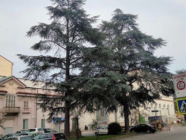 Cairo, nasce il comitato &quot;Salviamo gli alberi di piazza Abba&quot;: il Pd è pronto a raccogliere le firme