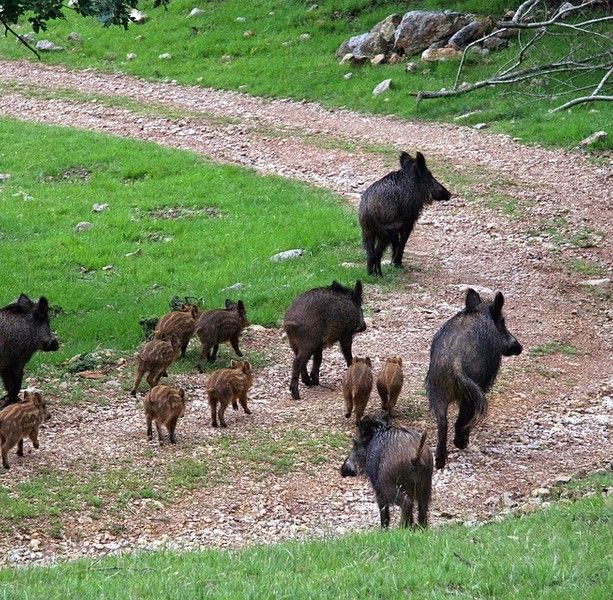 Peste suina, nel savonese aumentano i casi a Giusvalla, Sassello e Varazze