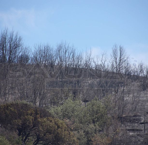 Incendio nell'albenganese, nuovi focolai nella notte: in corso le operazioni di spegnimento