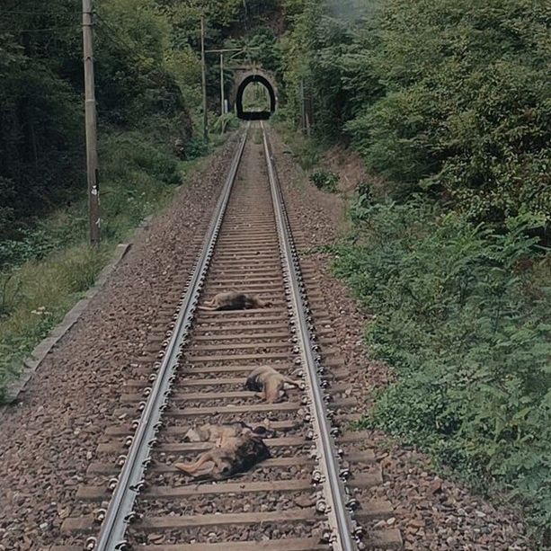 Altare, cinque lupi trovati senza vita lungo la ferrovia (FOTO)