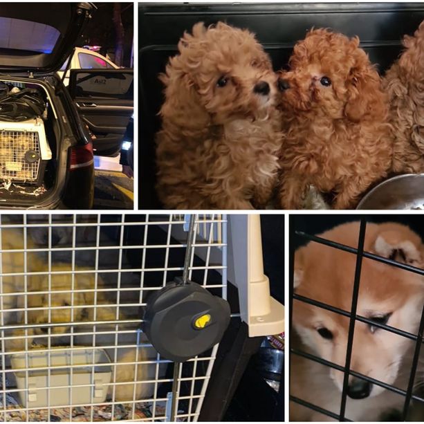 Traffico illecito di animali: la Polstrada di Savona salva 41 cagnolini stipati in un'auto
