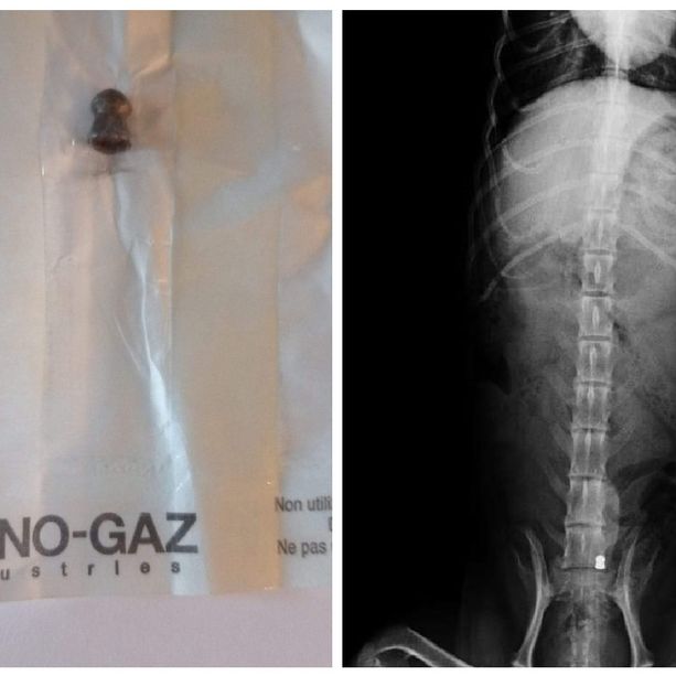 Cane viene gravemente ferito da un pallino ad aria compressa a Pontinvrea: indagini dei carabinieri