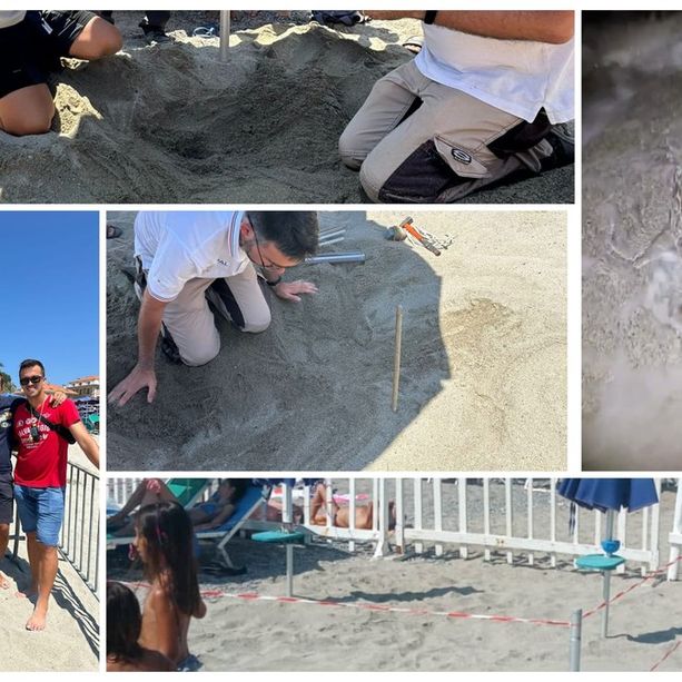 Un altro caso di tartaruga sul litorale del ponente savonese: la Caretta caretta torna a Finale
