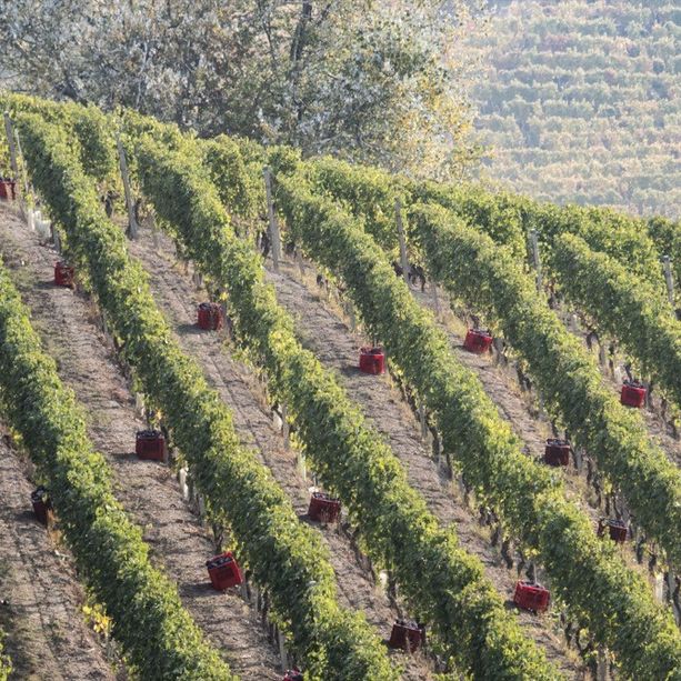 Lavoro nero nei vigneti di Langhe e Roero: sospese quattro imprese agricole