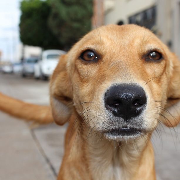 Uccise il proprio cane con un colpo di fucile: tribunale lo assolve dopo la messa alla prova