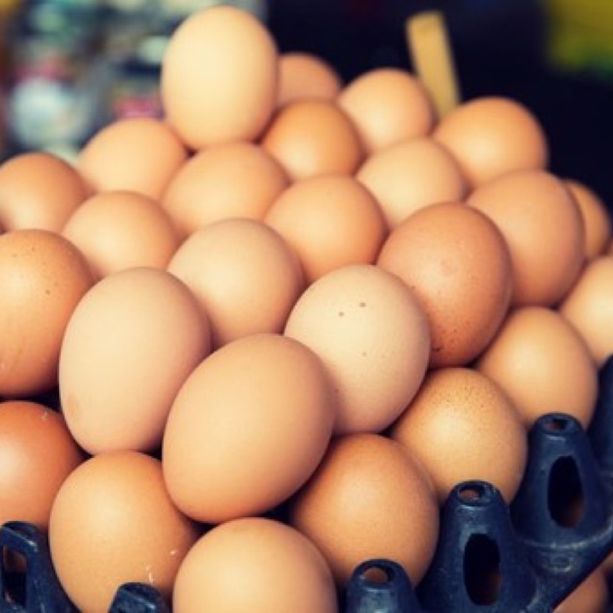 A processo per le uova al Fipronil: dopo quattro anni si va a sentenza